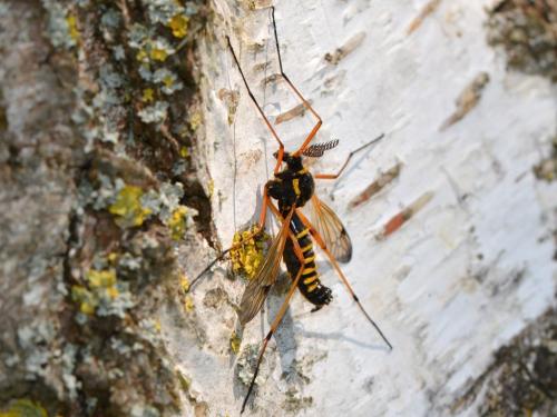 Ctenophora flaveolata